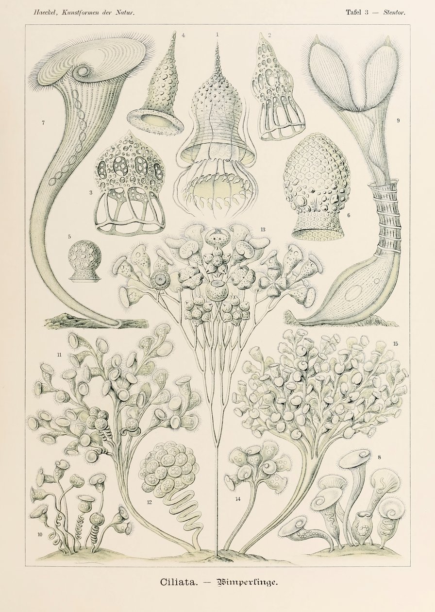 Tavola 3 Stentor Ciliata da 