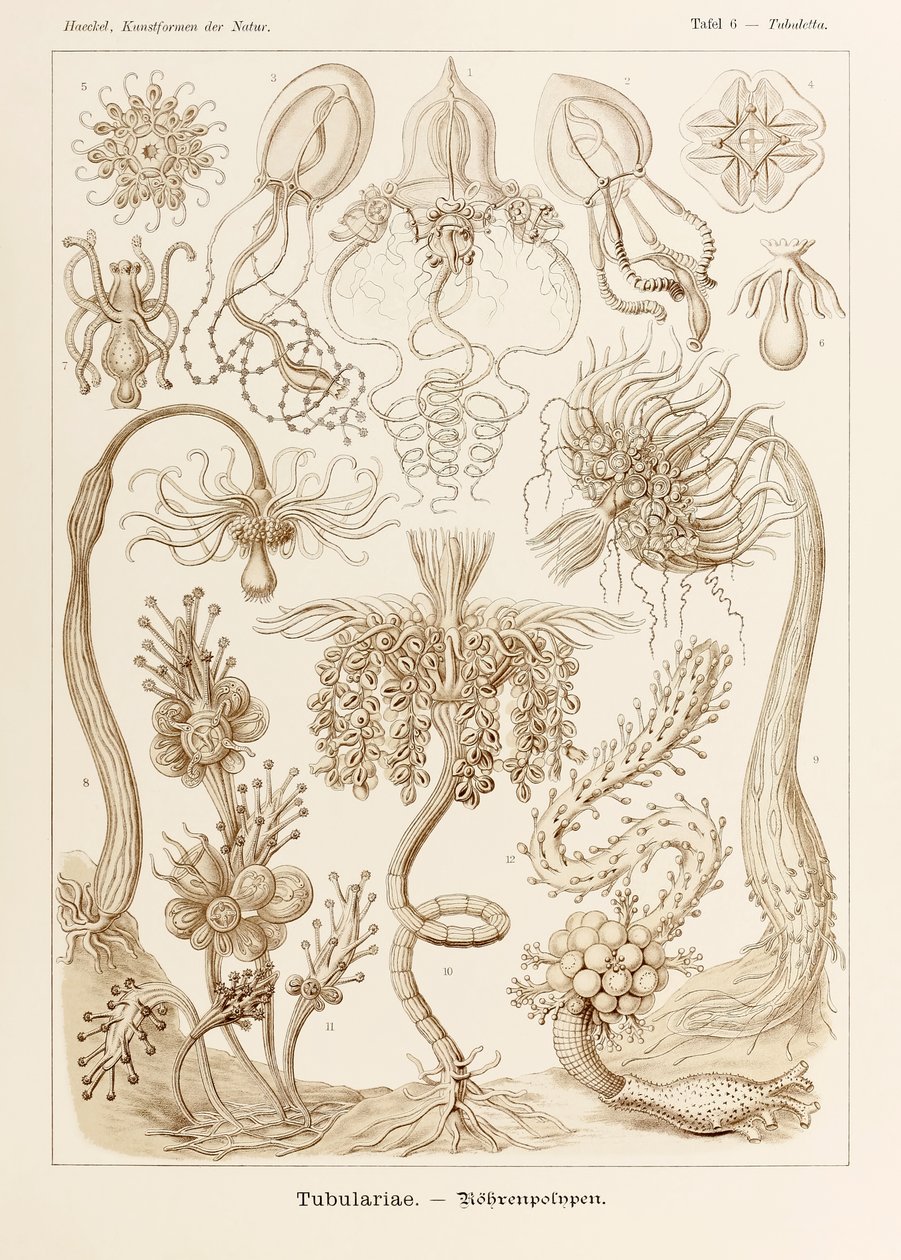 Tavola 6 Tubuletta Tubulariae da 