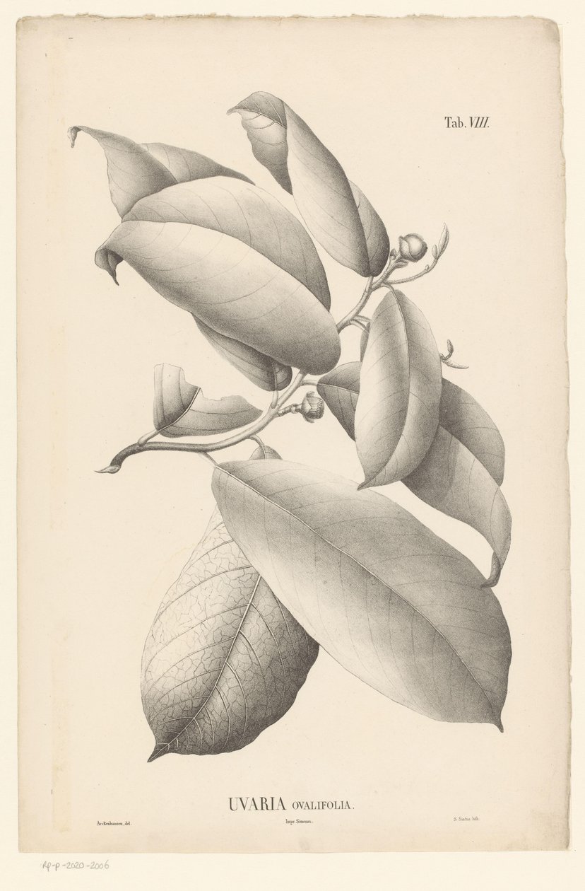 Ramo con foglie e boccioli di fiori (Uvaria Ovalifolia) da Ernst Philipp Sixtus