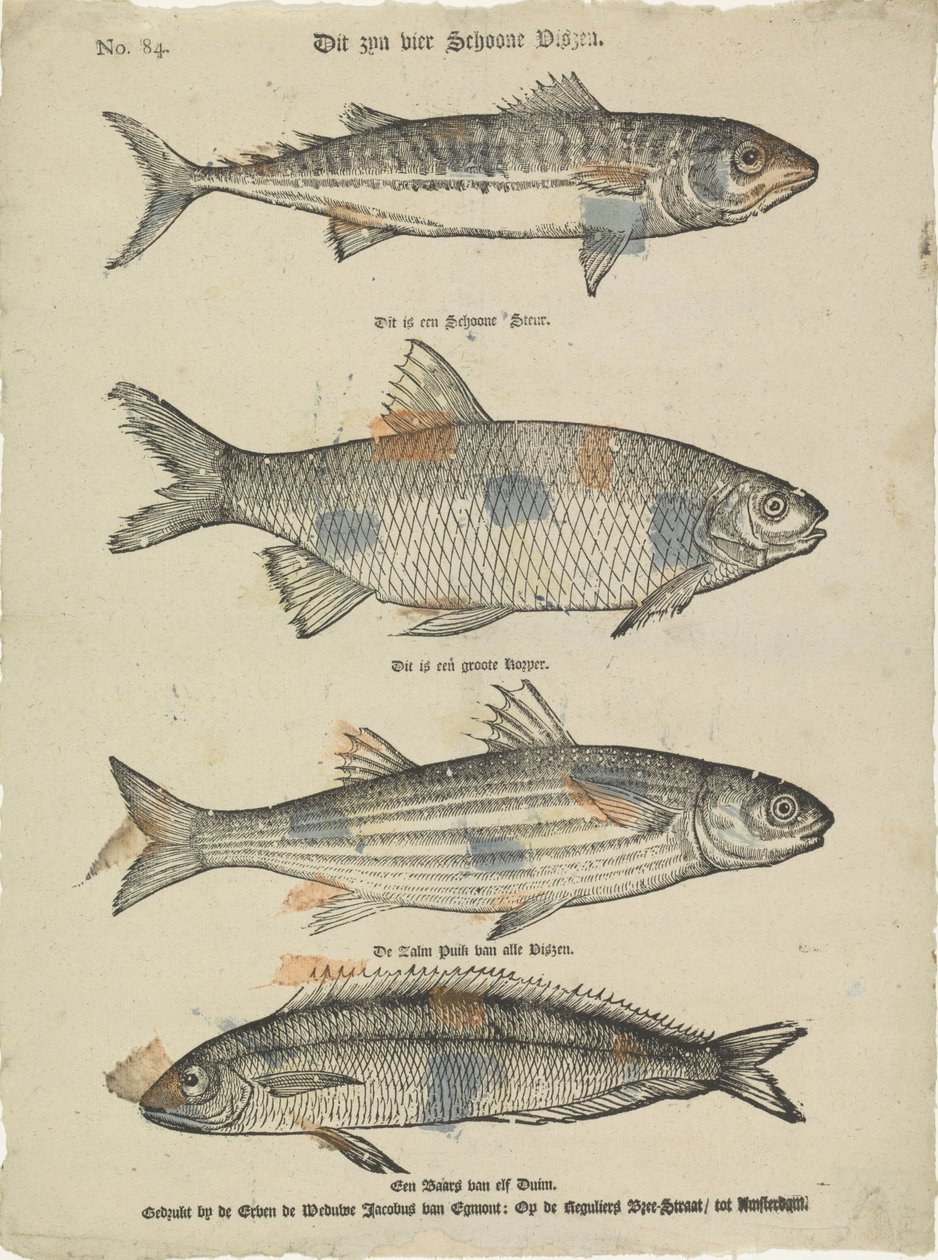 Questi sono quattro bei pesci da Erven de Weduwe Jacobus van Egmont