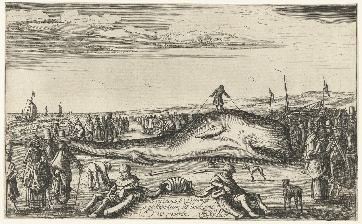 Capodoglio arenato sulla spiaggia di Noordwijk, 1614 da Esaias van de Velde