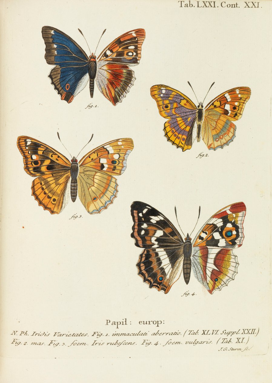 Die Schmetterlinge, 1777-1794 da Eugen Johann Christoph Esper