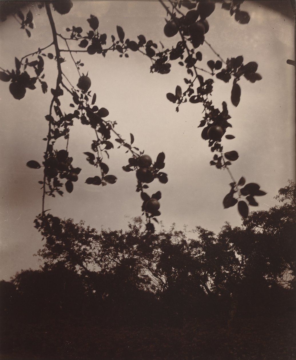 Ramo di mele, 1922/1923 (foto) da Eugène Atget