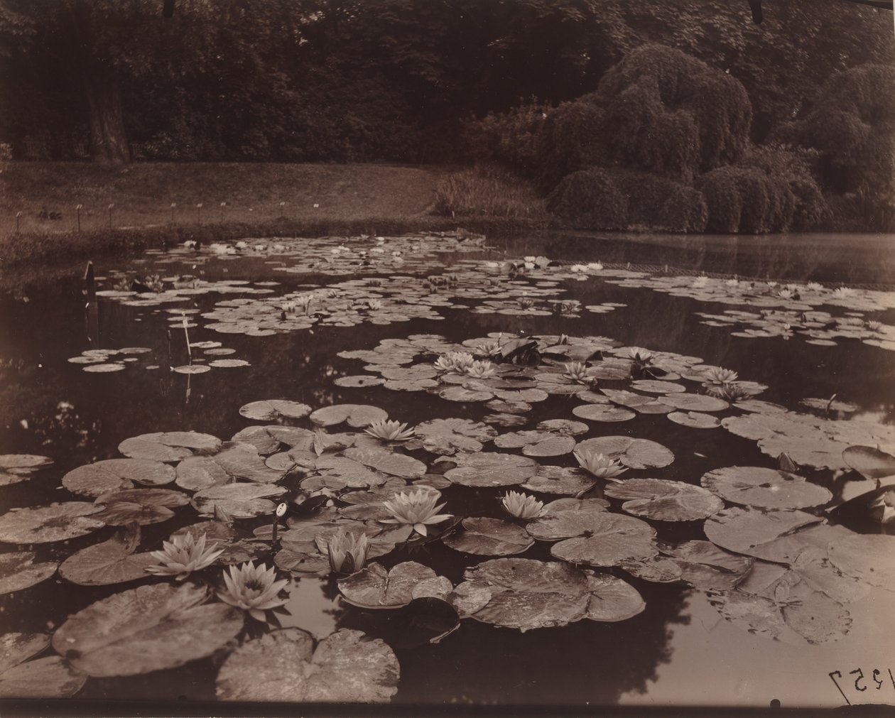 Nympheas (Bagatelle), 1925 (foto) da Eugène Atget