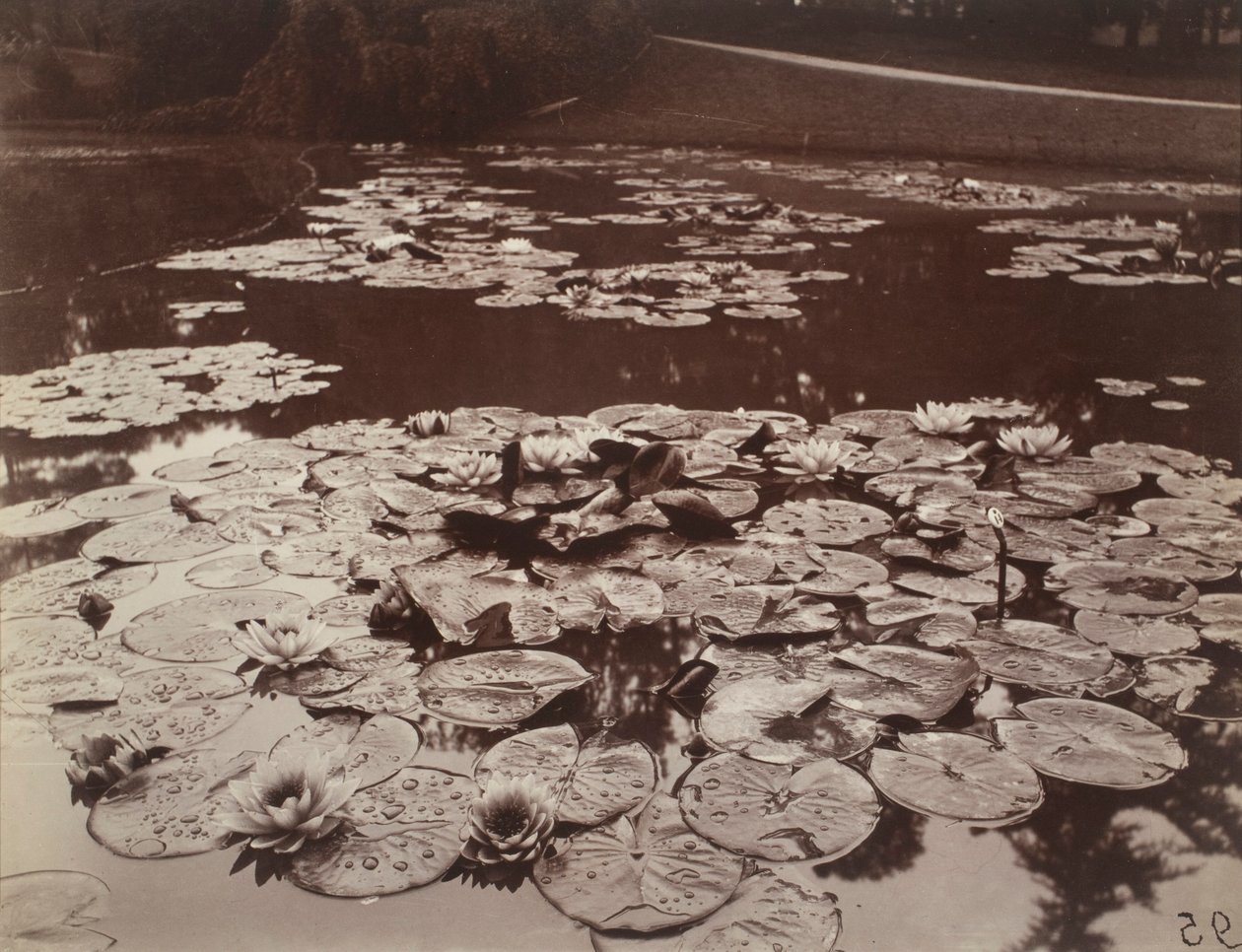 Ninfee da Eugène Atget