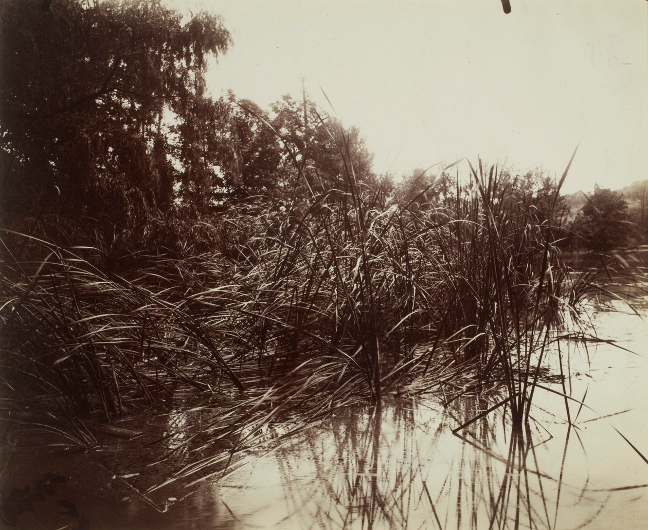 Canne, Stagno di Plessis-Piquet da Eugène Atget