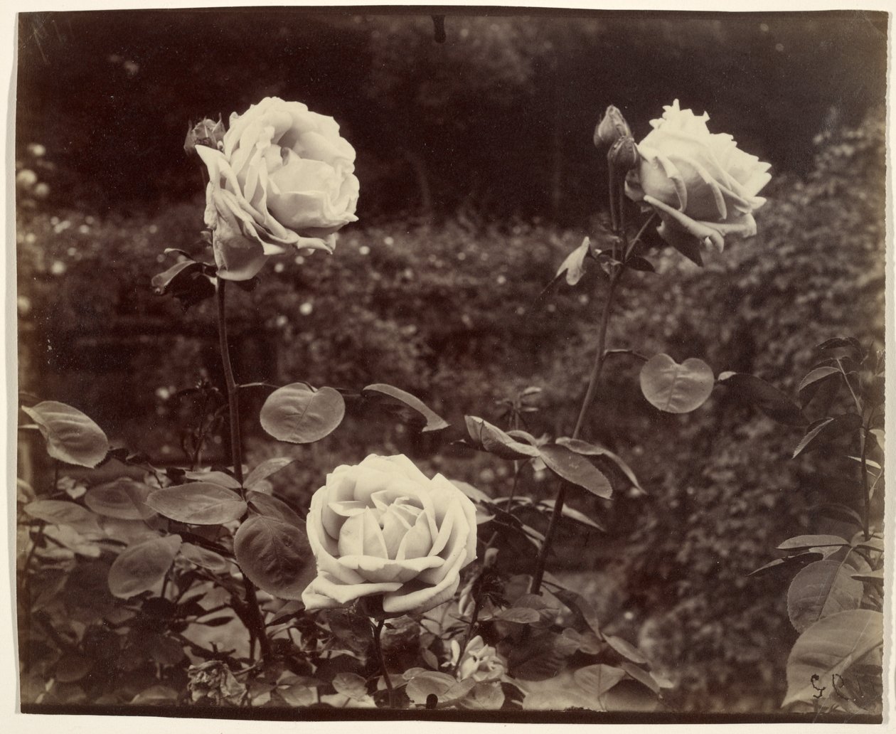Rose da Eugène Atget