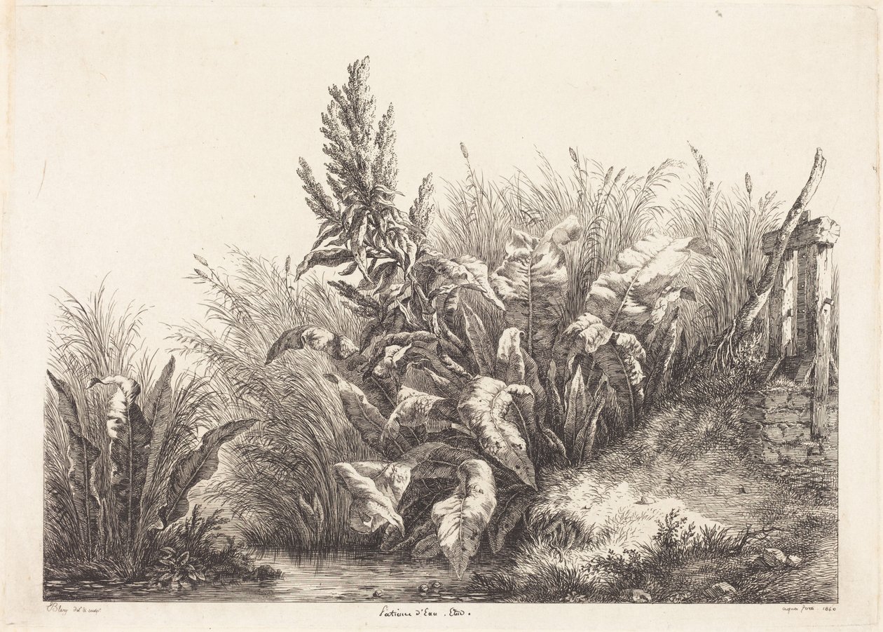 Romice acquatiche, studio da Eugene Bléry