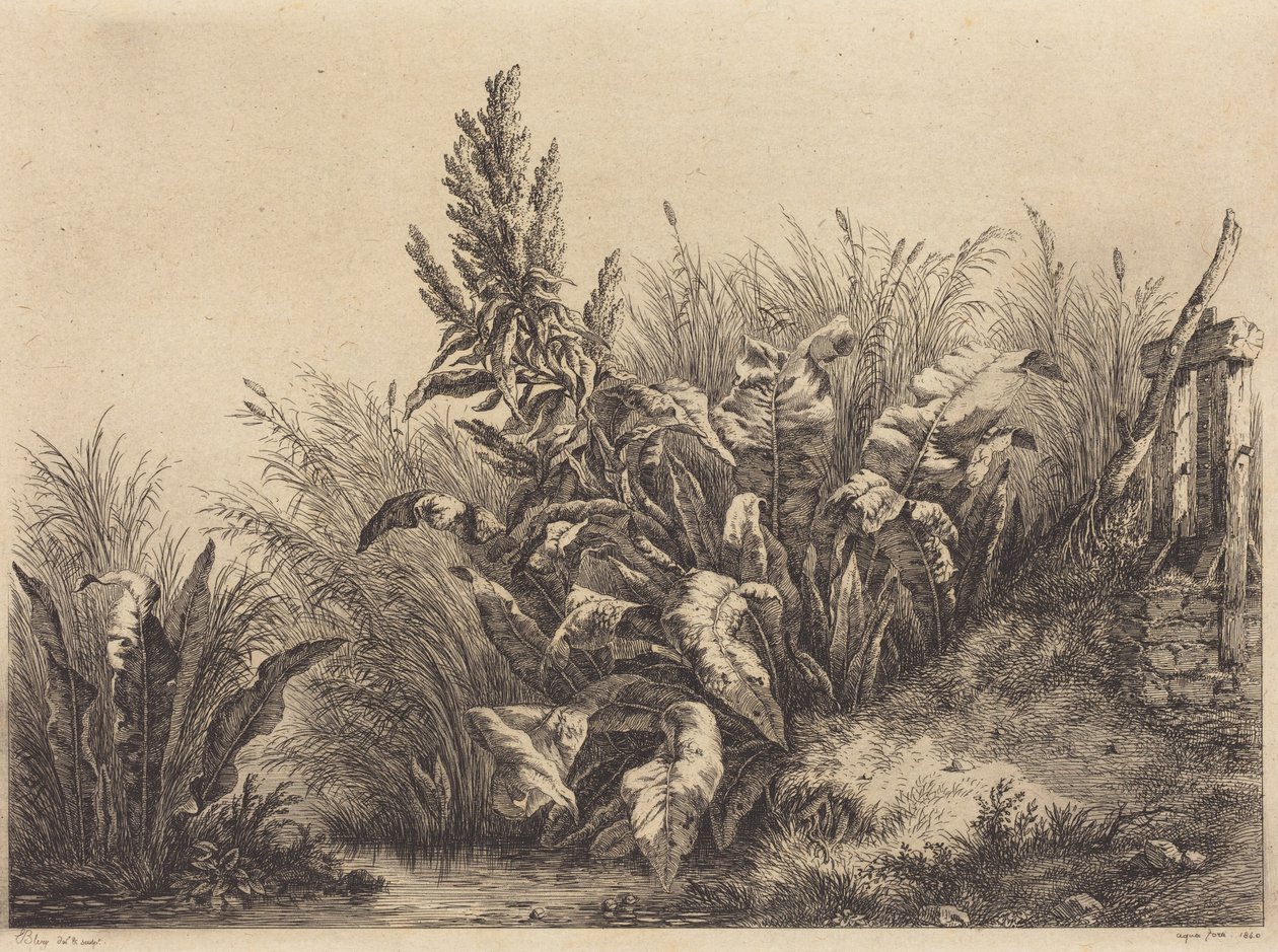 Romice acquatica da Eugene Bléry