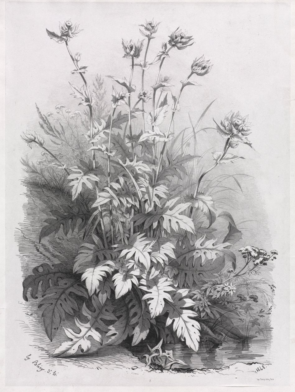 Gruppi di varie piante disegnate dalla natura: n. 7, 1848 da Eugene Bléry