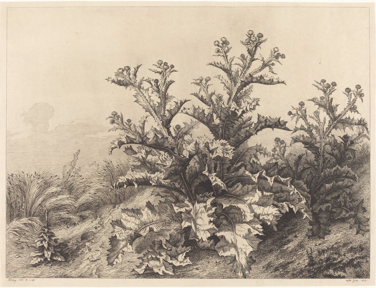 Grande Cardo da Eugene Bléry