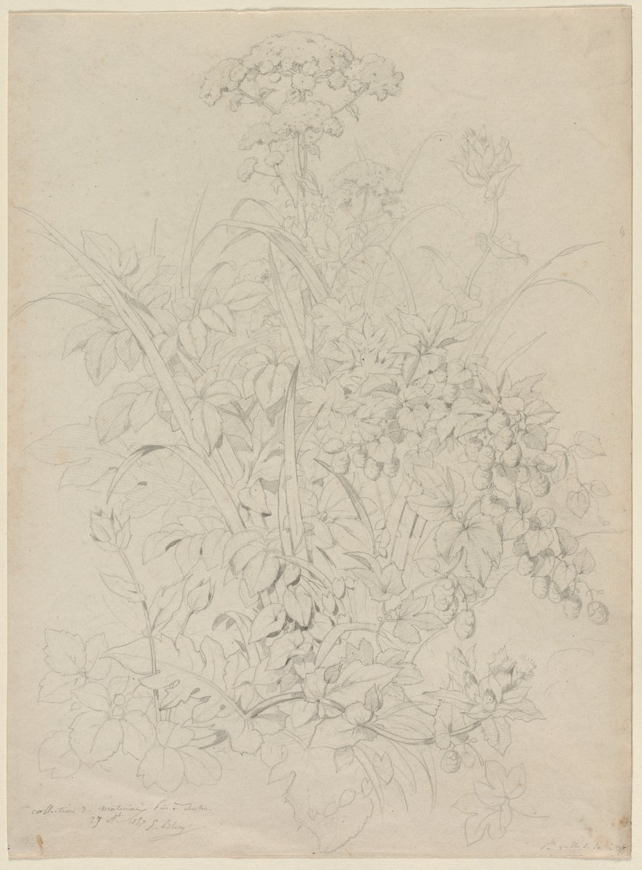 Studio di piante da Eugene Bléry