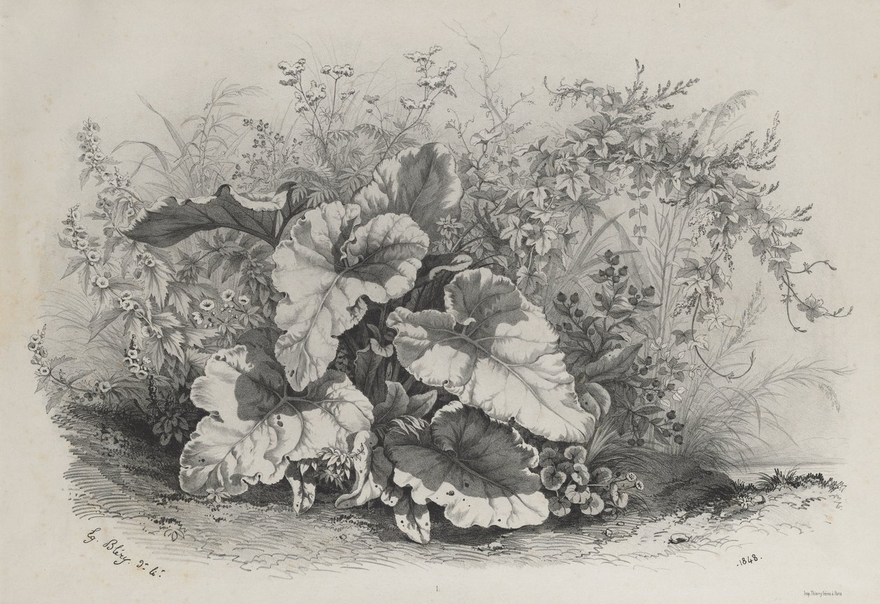 Studio di Piante da Gruppo di Varie Piante Disegnate e Litografate dal Vero (Groupes de Plantes variées dessinées sur Nature et lithographiées...) da Eugene Bléry