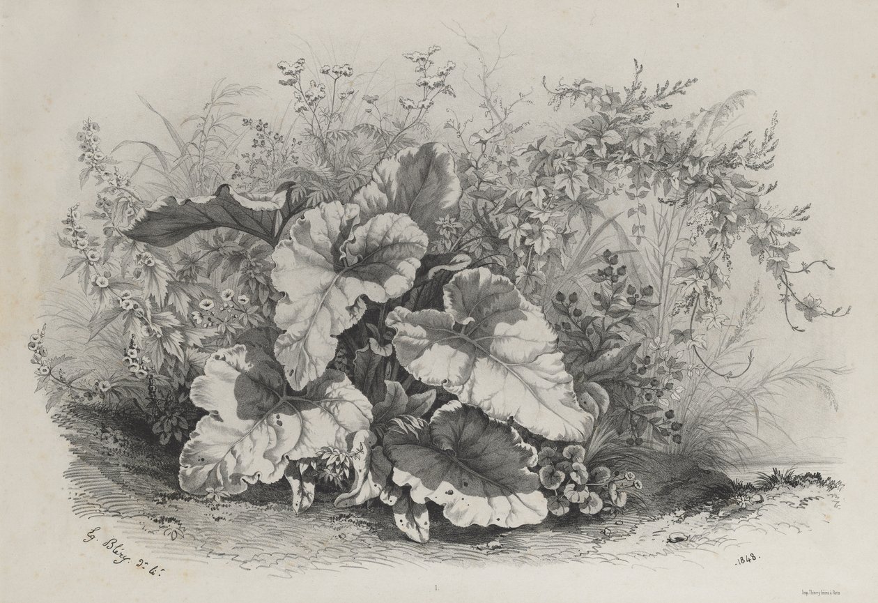 Studio di Piante da Gruppo di Varie Piante Disegnate e Litografate dalla Natura, 1848 da Eugene Bléry