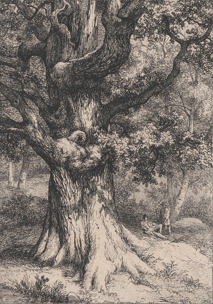 Il Carlo Magno, Quercia con un nido d