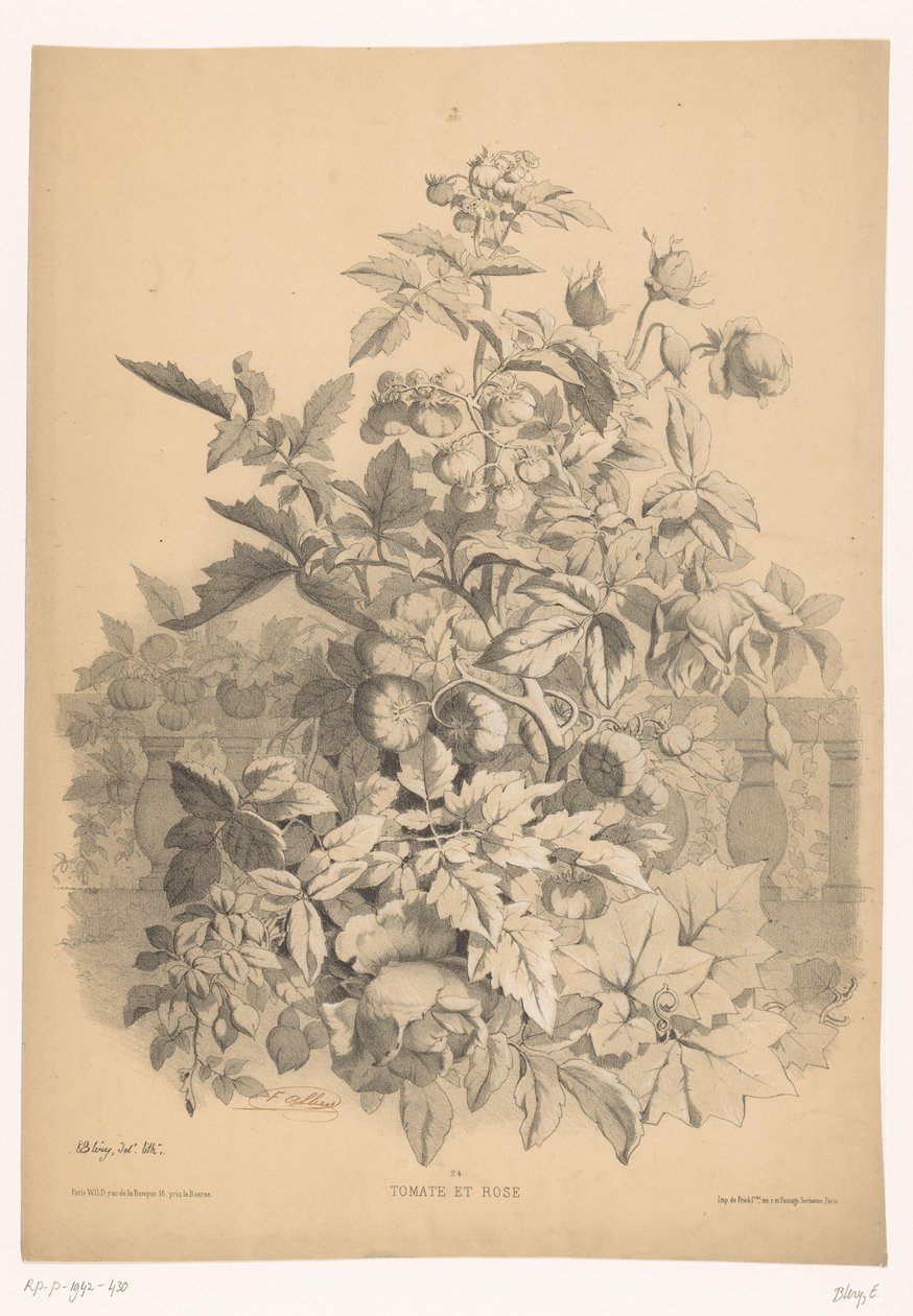 Pomodori e rose da Eugene Bléry