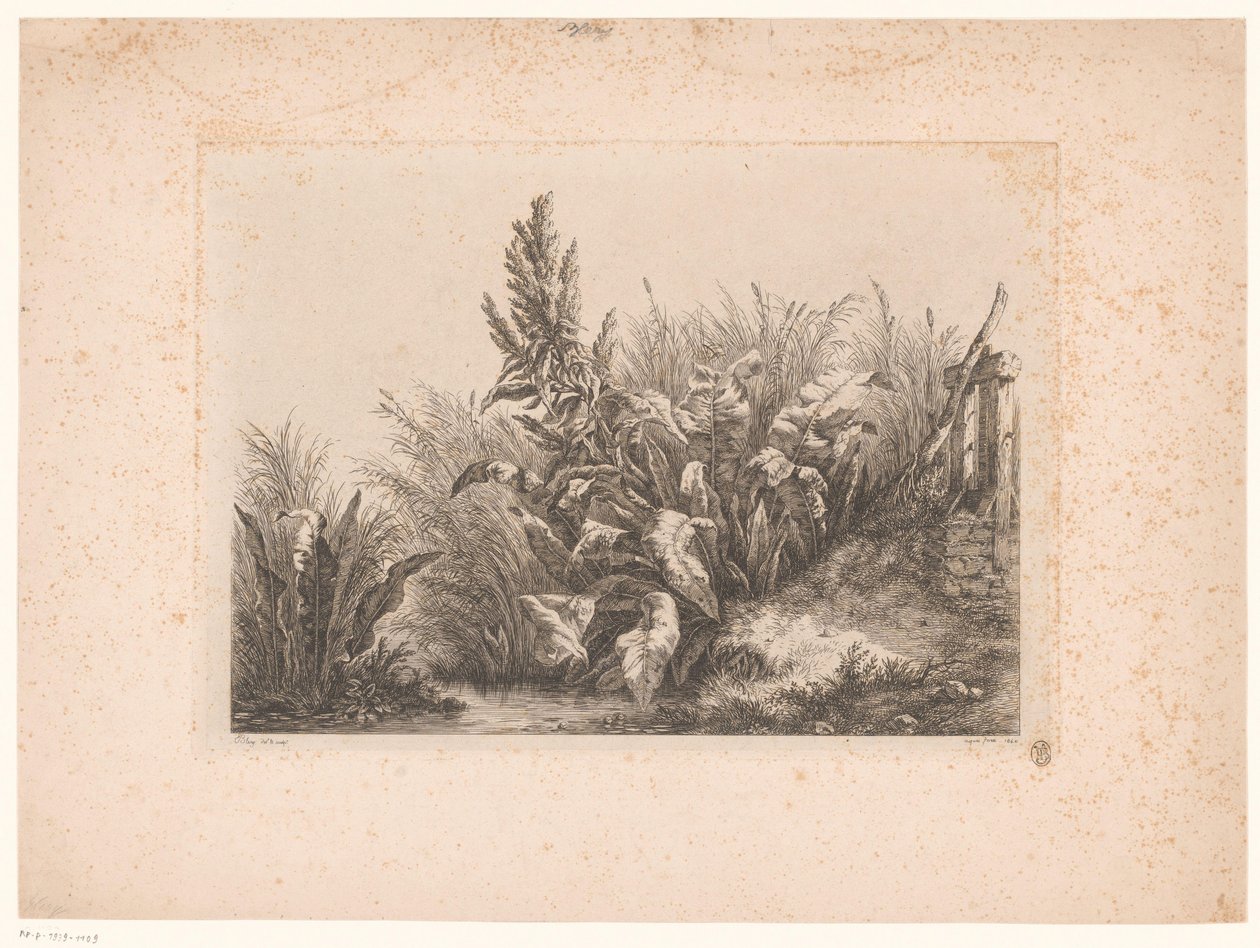 Acetosa d
