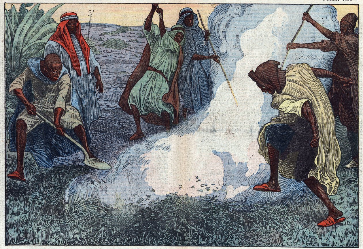 La distruzione delle cavallette in Algeria: gli arabi le bruciano tra grida e imprecazioni. Illustrazione di Damblans. In "Le Pelerin" del 4 luglio da Eugene Damblans