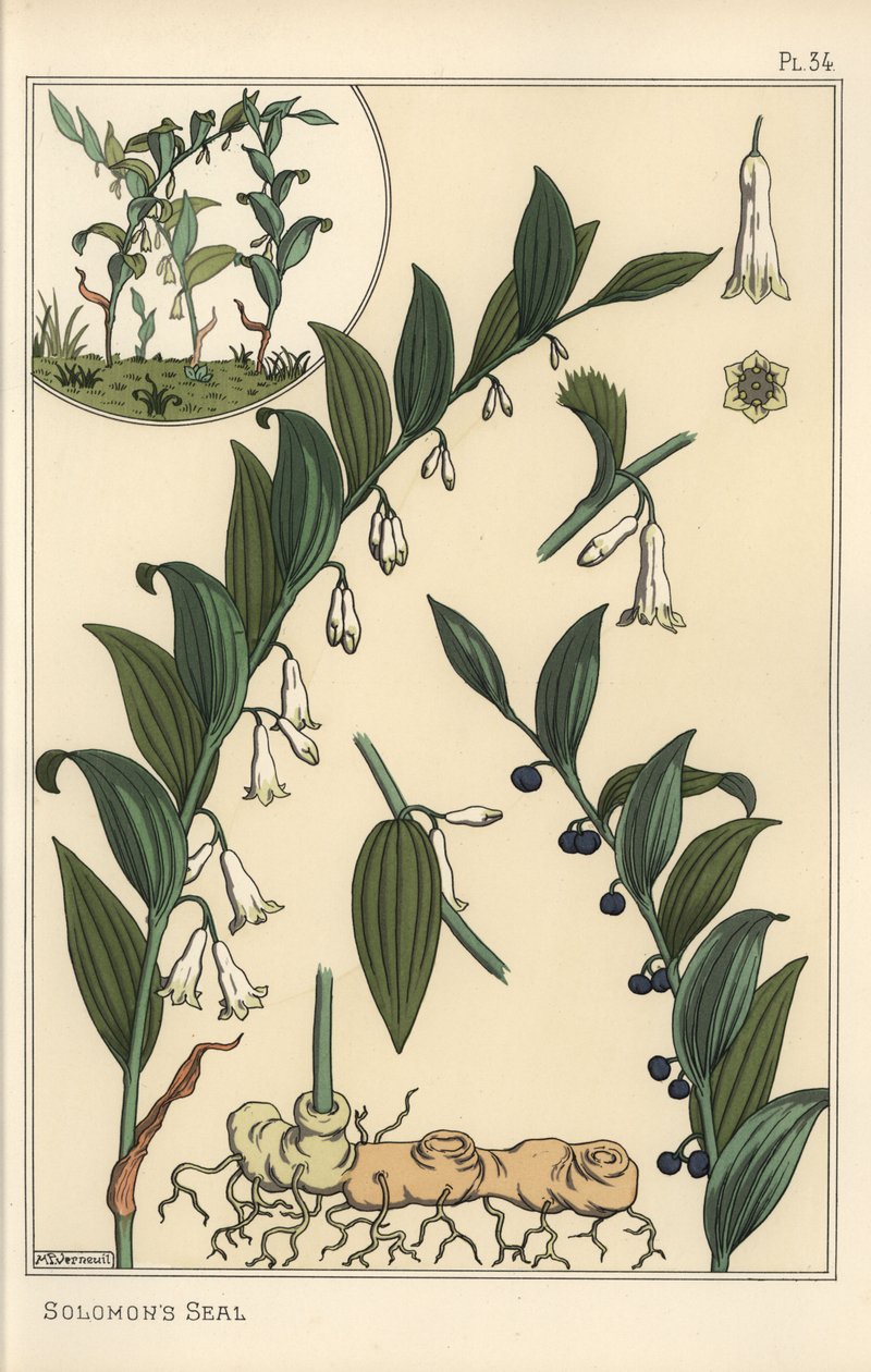 Illustrazione botanica del sigillo di Salomone, Polygonatum multiflorum da Eugene Grasset