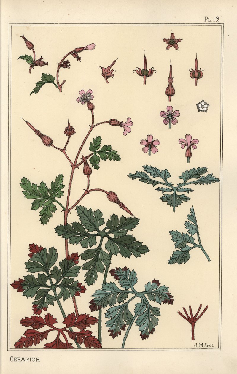 Illustrazione botanica di un fiore di geranio, petali, foglie da Eugene Grasset