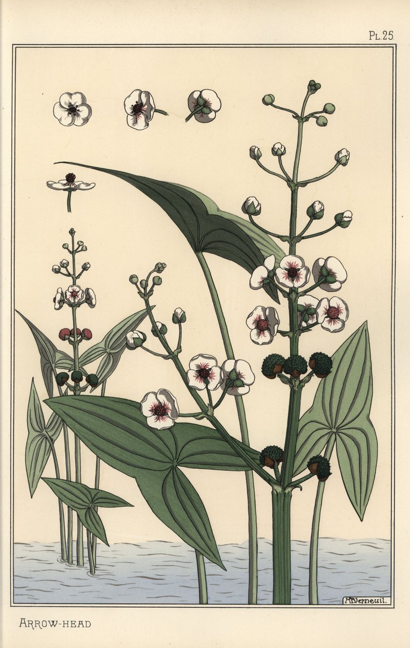 Illustrazione botanica della sagittaria, Sagittaria sagittifolia da Eugene Grasset