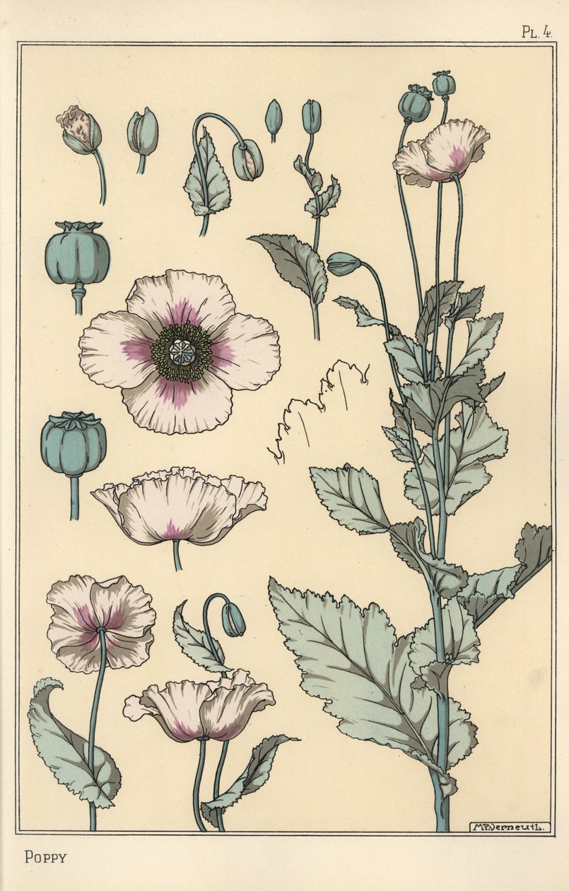 Illustrazione botanica del papavero, con parti del fiore, baccello di oppio da Eugene Grasset