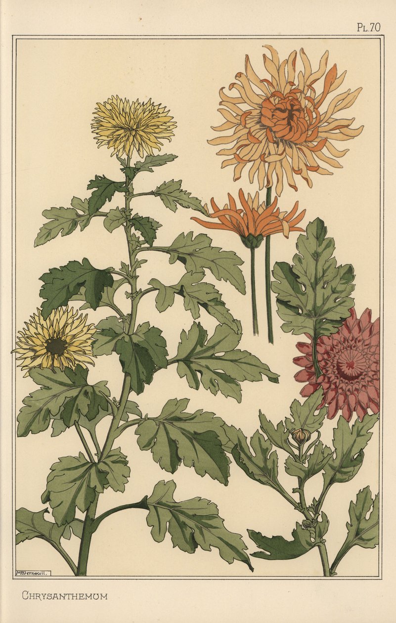 Studio botanico di crisantemo da Eugene Grasset