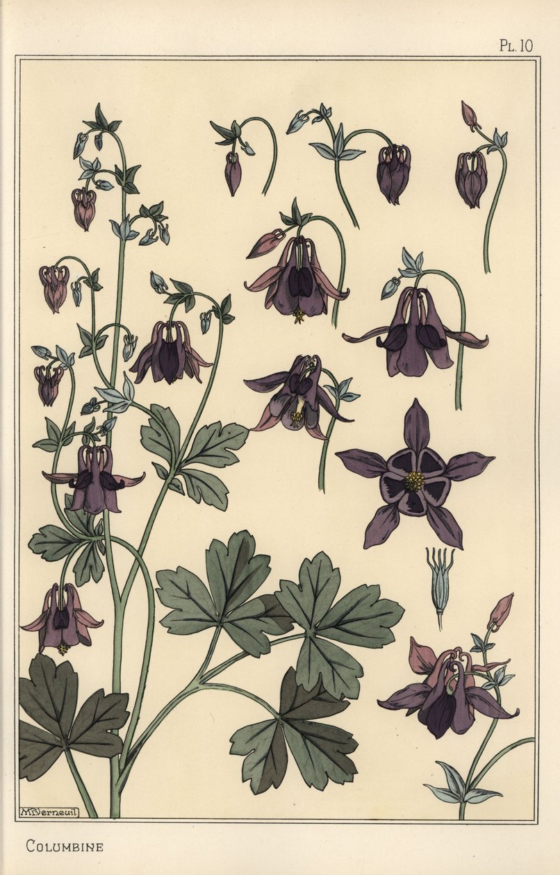 Colombina, Aquilegia vulgaris, parti del fiore da Eugene Grasset