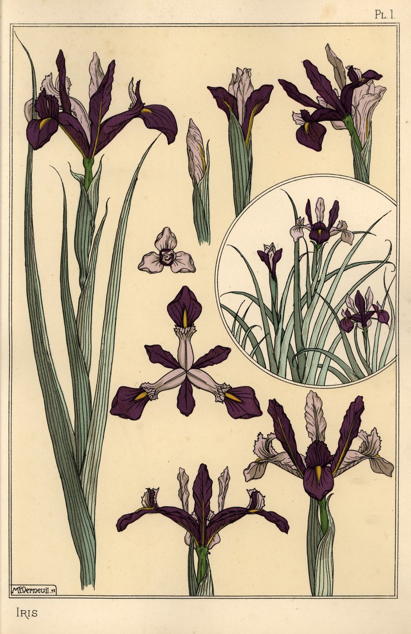 Pianta di iris e parti del fiore, con inserto da Eugene Grasset