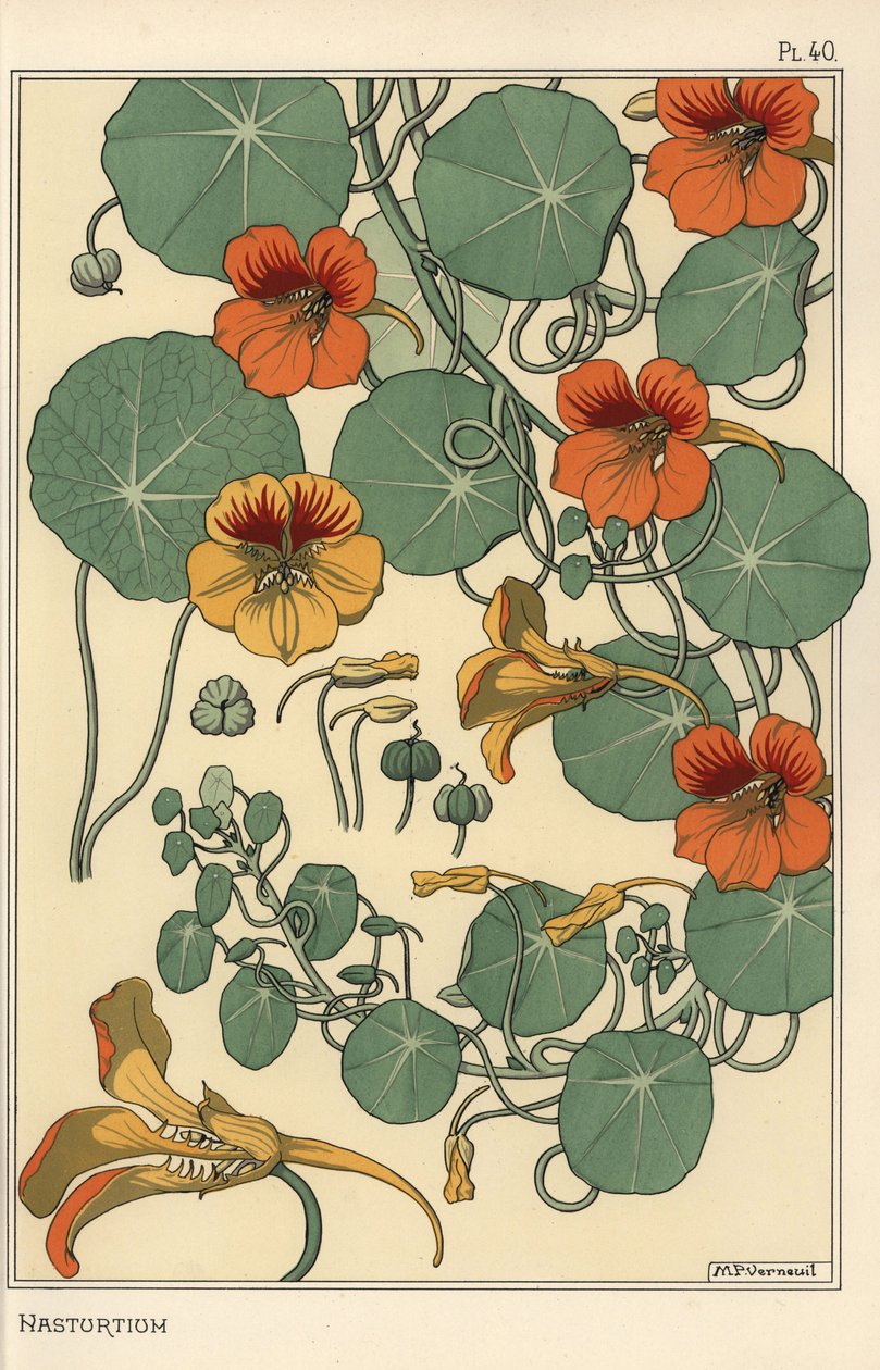 Studio botanico di nasturzio da Eugene Grasset