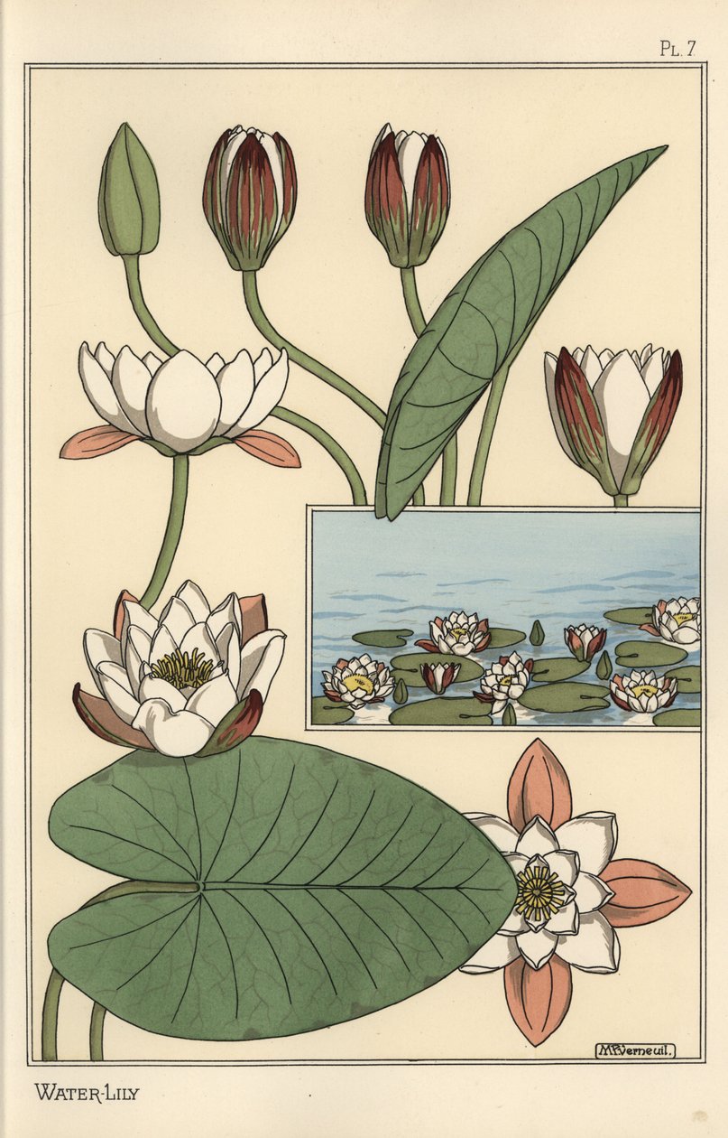 Il ninfea, Nelumbo lutea, e parti del fiore da Eugene Grasset