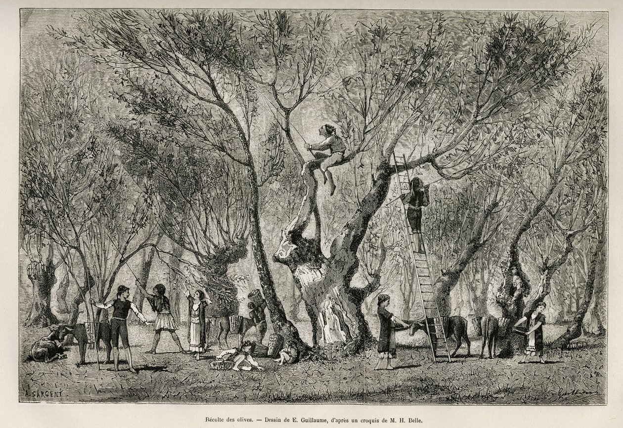 La raccolta delle olive nella regione di Amphissa, disegno di E.Guillaume, per illustrare la storia di Henri Belle: Voyage en Greece da Eugene Guillaume
