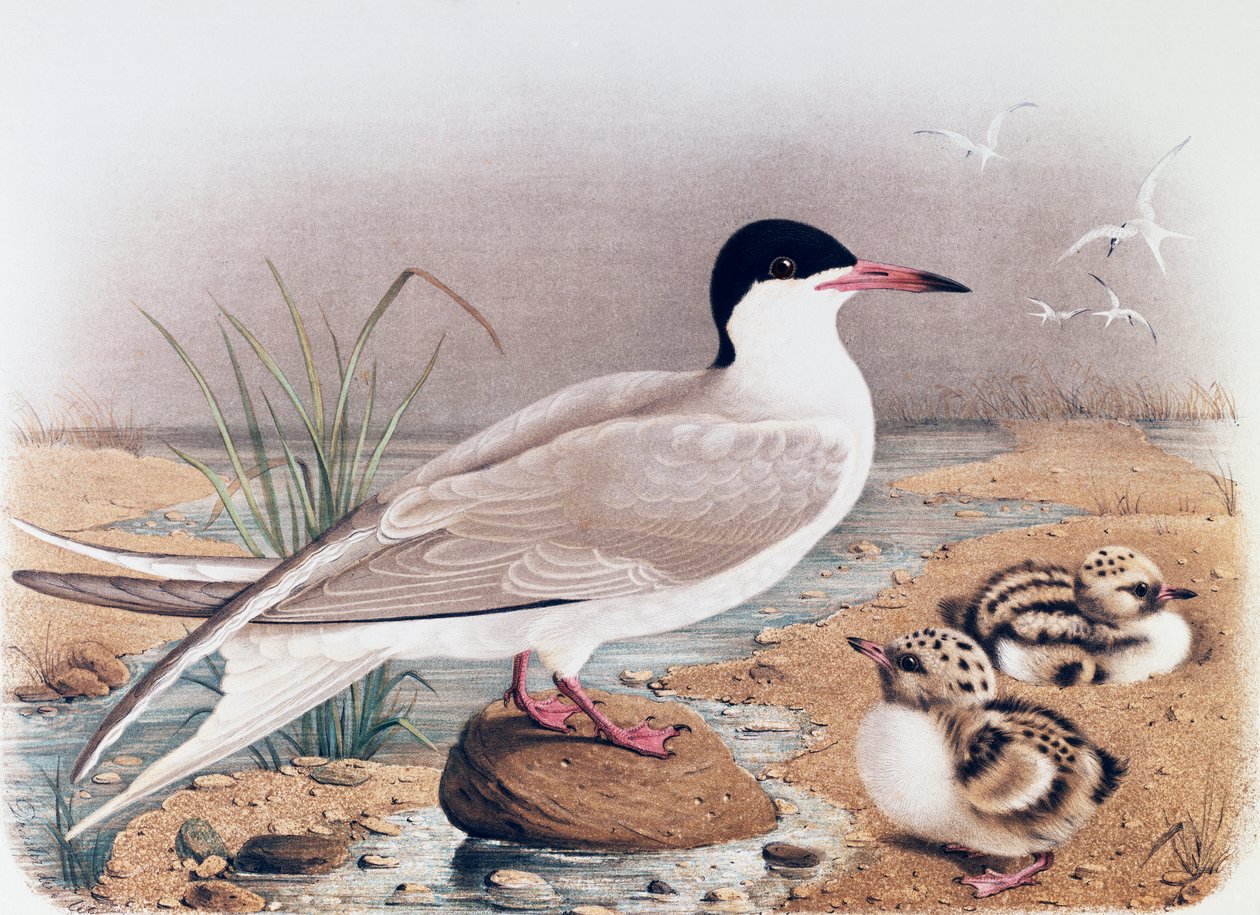 Sterna comune (Sterna hirundo), incisione di Oscar Dressler, dalla Storia Naturale degli Uccelli che Nidificano in Lombardia, di Eugenio Bettoni (1845-1898), Italia da Eugenio Bettoni, Oscar Dressler