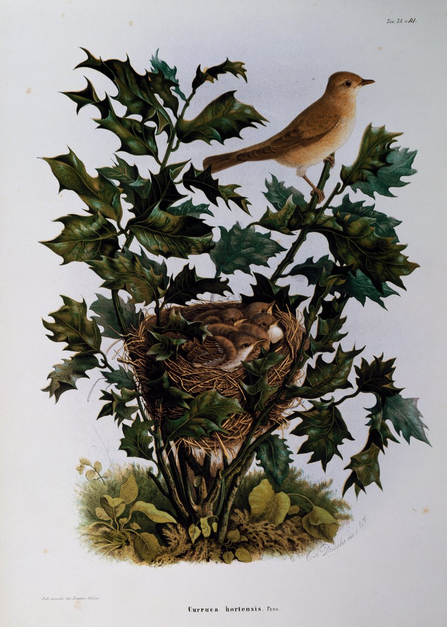 Beccafico (Sylvia hortensis), incisione di Oscar Dressler, dalla Storia Naturale degli Uccelli che Nidificano in Lombardia, di Eugenio Bettoni (1845-1898), Italia da Eugenio Bettoni, Oscar Dressler