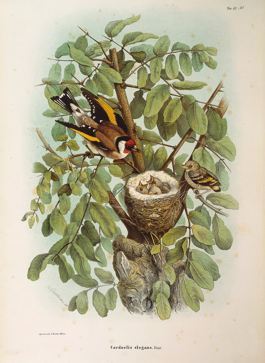 Illustrazione dalla "Storia Naturale degli Uccelli che Nidificano in Lombardia" di Eugenio Bettoni rappresentante la famiglia del Cardellino europeo Carduelis carduelis da Eugenio Bettoni, Oscar Dressler