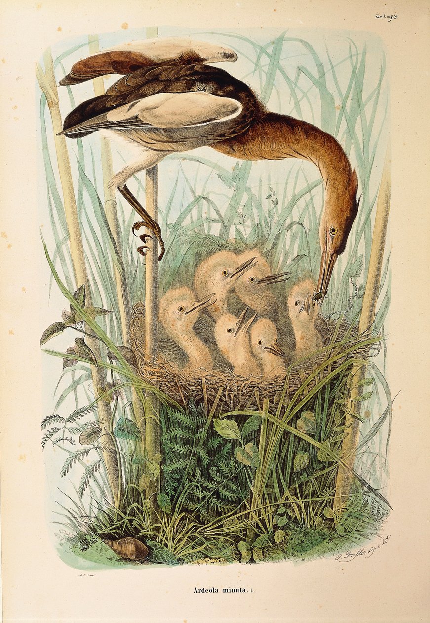 Illustrazione da "Storia naturale degli uccelli che nidificano in Lombardia" di Eugenio Bettoni rappresentante Tarabusino Ixobrychus minutus, di Oscar Dressler da Eugenio Bettoni, Oscar Dressler