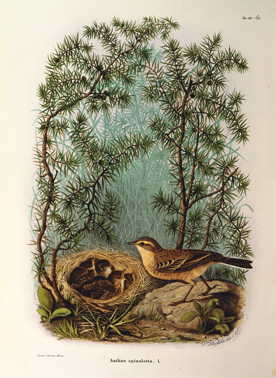 Illustrazione da "Storia naturale degli uccelli che nidificano in Lombardia" di Eugenio Bettoni, rappresentante il pispola d