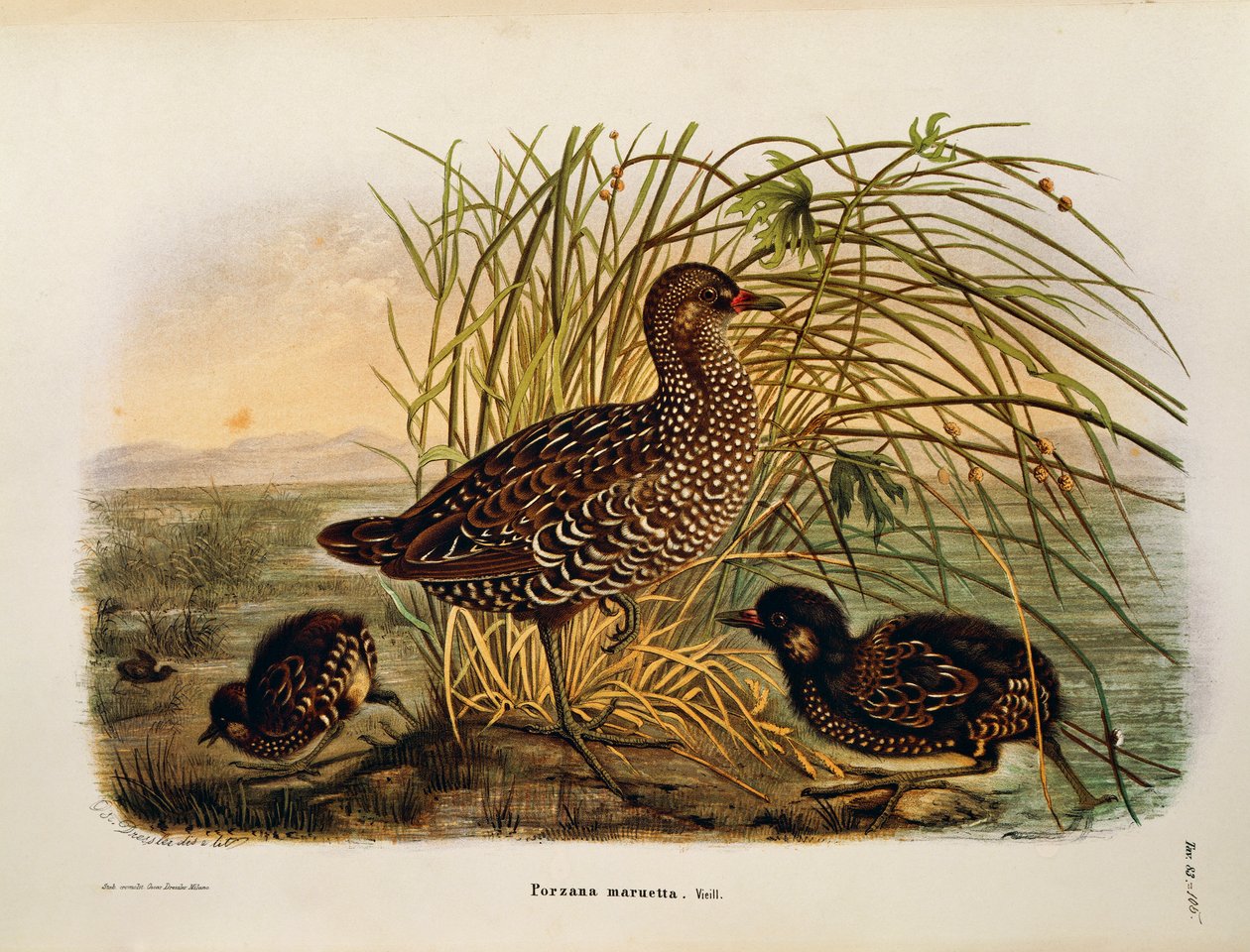 Illustrazione da "Storia naturale degli uccelli che nidificano in Lombardia" di Eugenio Bettoni rappresentante Schiribilla (Porzana porzana), di Oscar Dressler da Eugenio Bettoni, Oscar Dressler