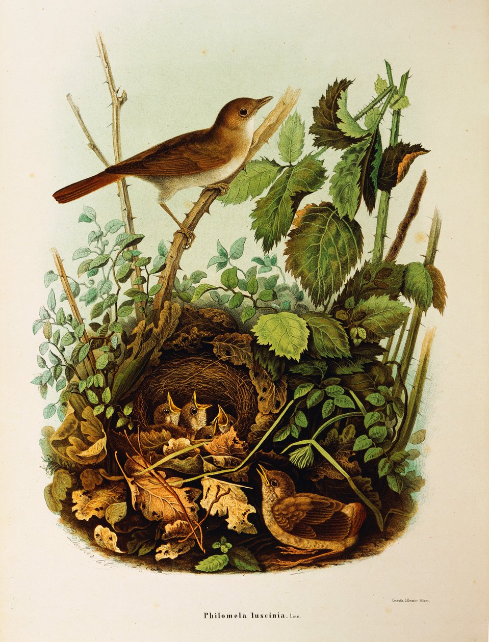 Illustrazione da "Storia naturale degli uccelli che nidificano in Lombardia" di Eugenio Bettoni rappresentante Usignolo (Luscinia megarhynchos), di Oscar Dressler da Eugenio Bettoni, Oscar Dressler