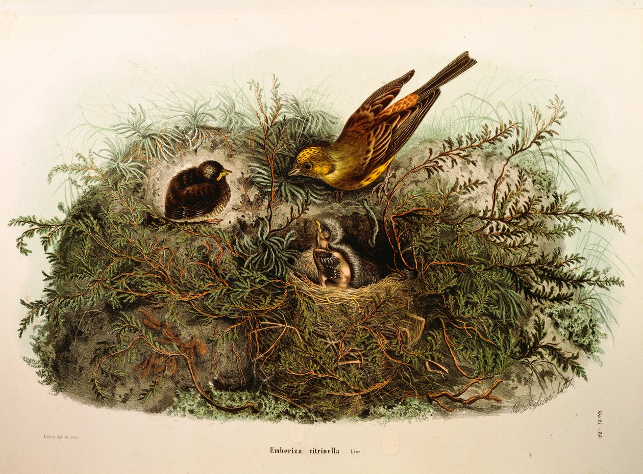 Illustrazione da "Storia naturale degli uccelli che nidificano in Lombardia" di Eugenio Bettoni rappresentante Zigolo giallo (Emberiza citrinella), di Oscar Dressler da Eugenio Bettoni, Oscar Dressler