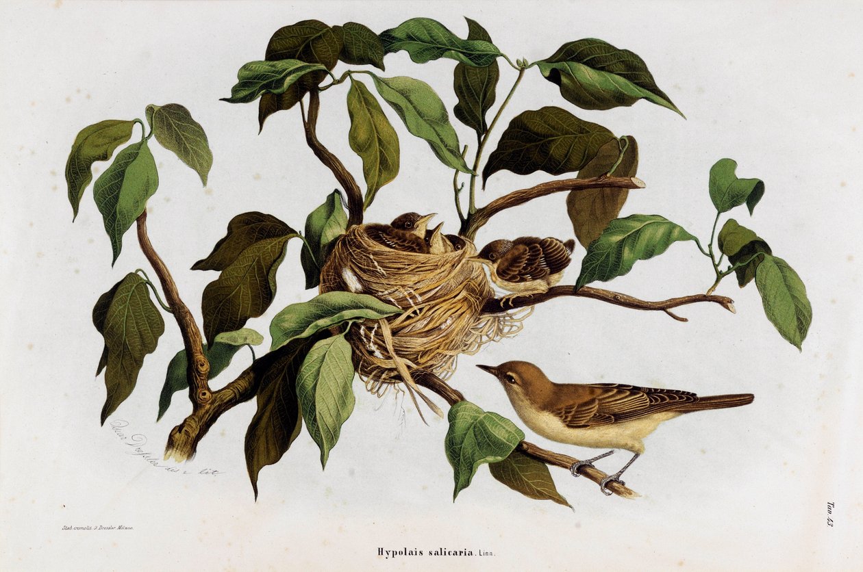 Rappresentazione della Cannaiola (Hipolais salicaria) (Cromolitografia) da Eugenio and Dressler Oscar  Bettoni