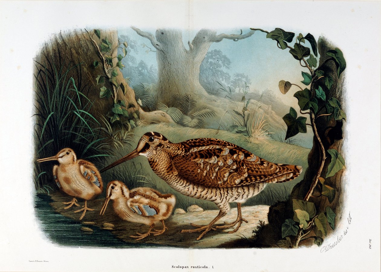 Rappresentazione del beccaccino (Scolopax rusticola) (Cromolitografia) da Eugenio and Dressler Oscar  Bettoni
