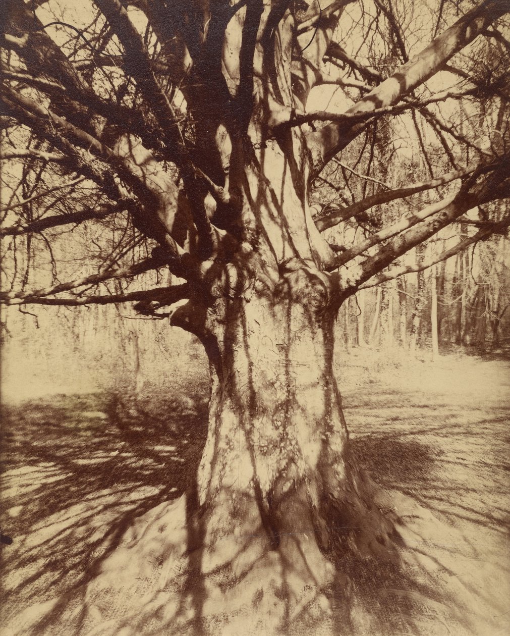 Faggio da Eugène Atget