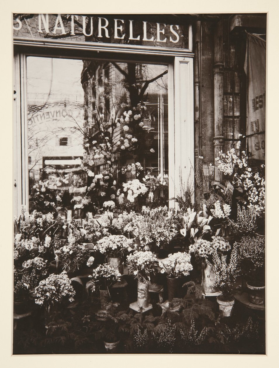 Boutique Fleurs -37 (Negozio di fiori) da Eugène Atget