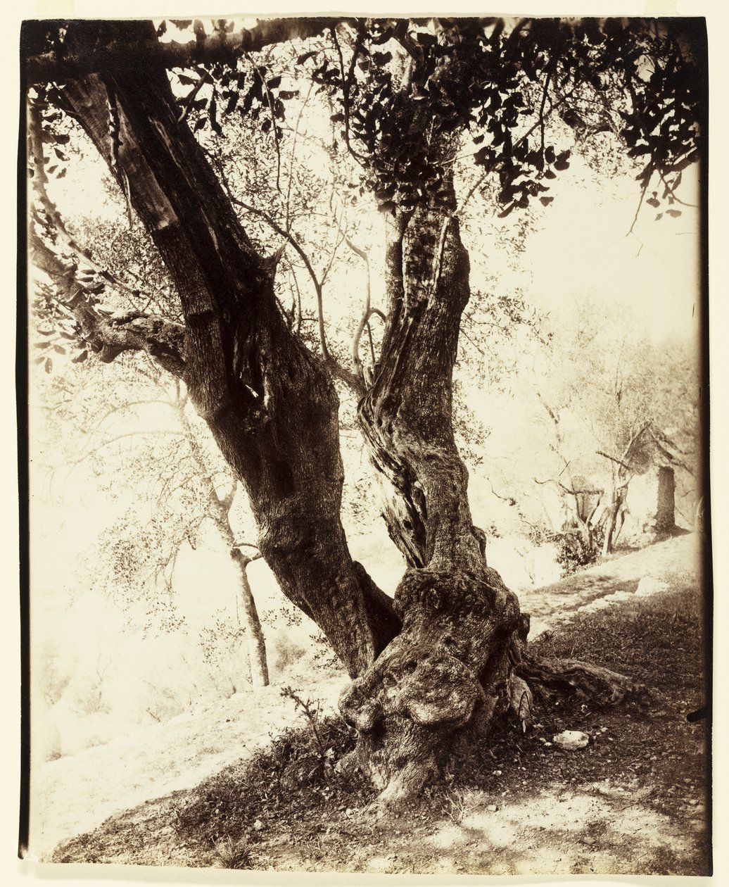 Olivier, Nizza, c.1900 da Eugène Atget