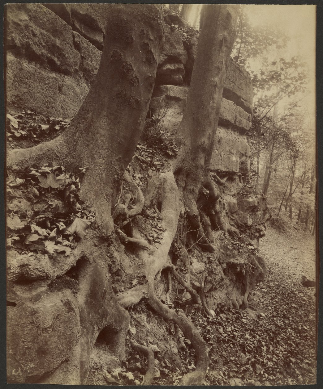 Parco di Saint-Cloud da Eugène Atget