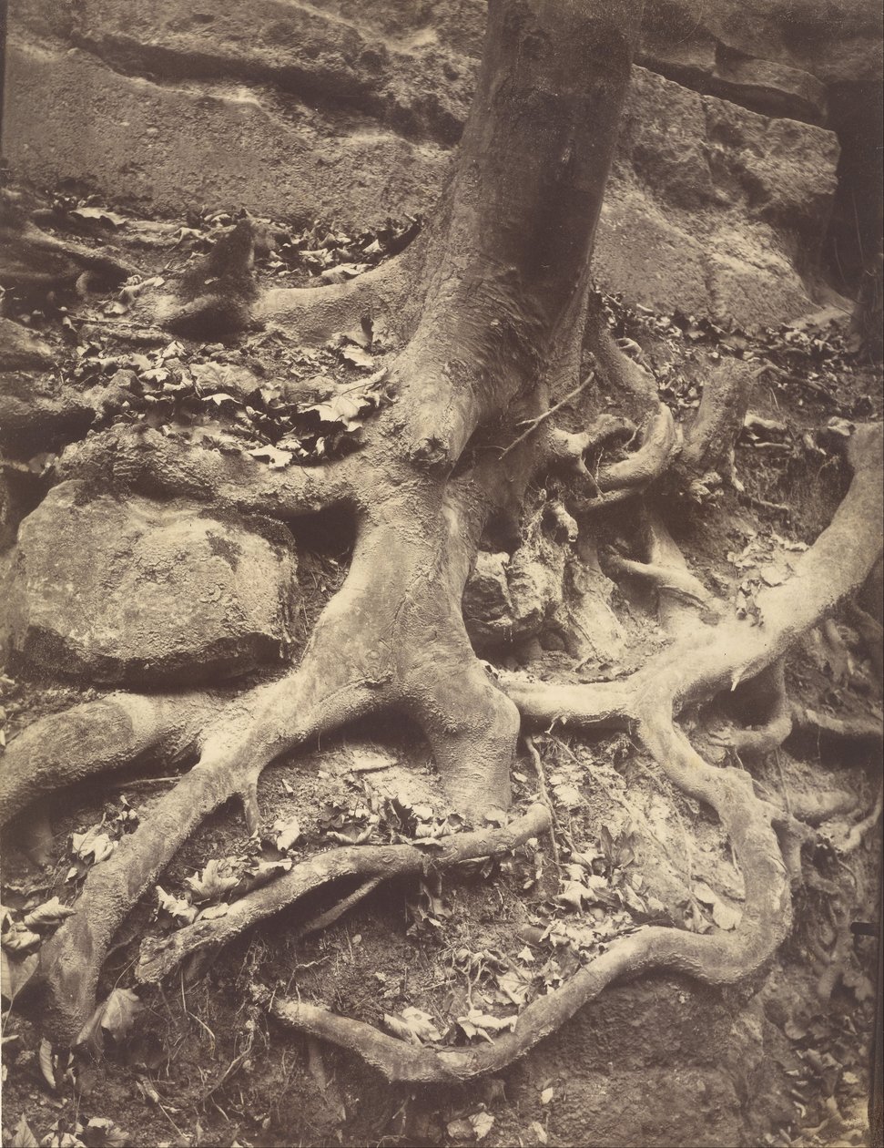 Radici degli alberi, Saint-Cloud da Eugène Atget