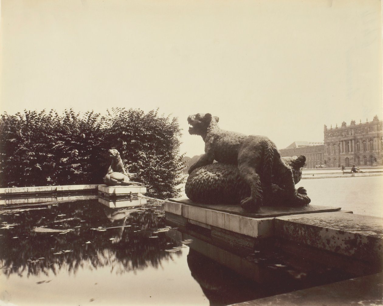 Versailles, Fontaine du Point du Jour, Tigre che abbatte un orso di Houzeau, 1903 da Eugène Atget
