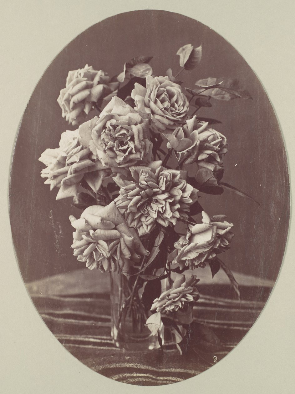 [Rose], ca. 1875 da Eugène Chauvigné