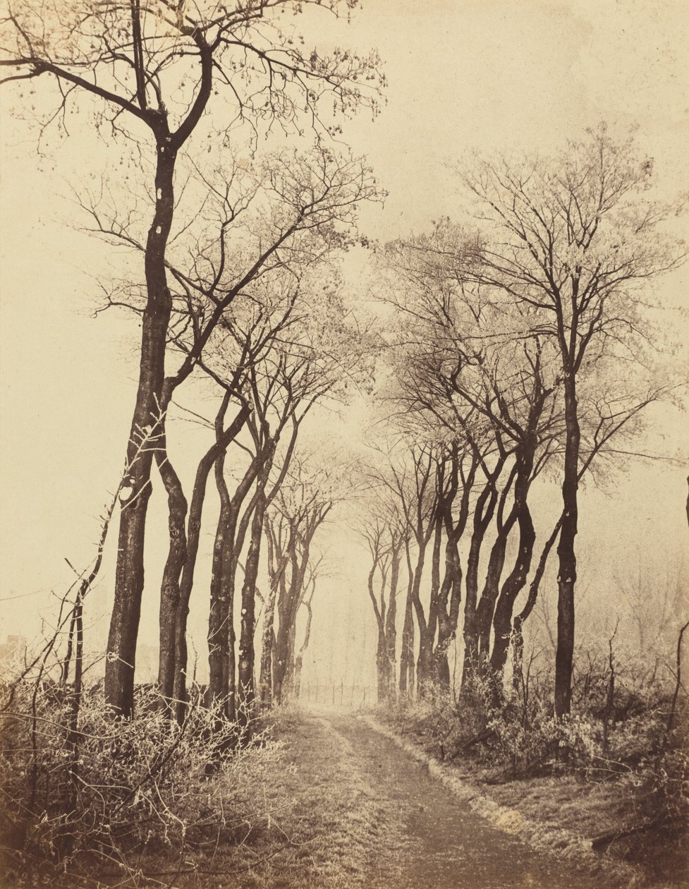 Strada e Alberi con Brina, 1860 da Eugène Cuvelier
